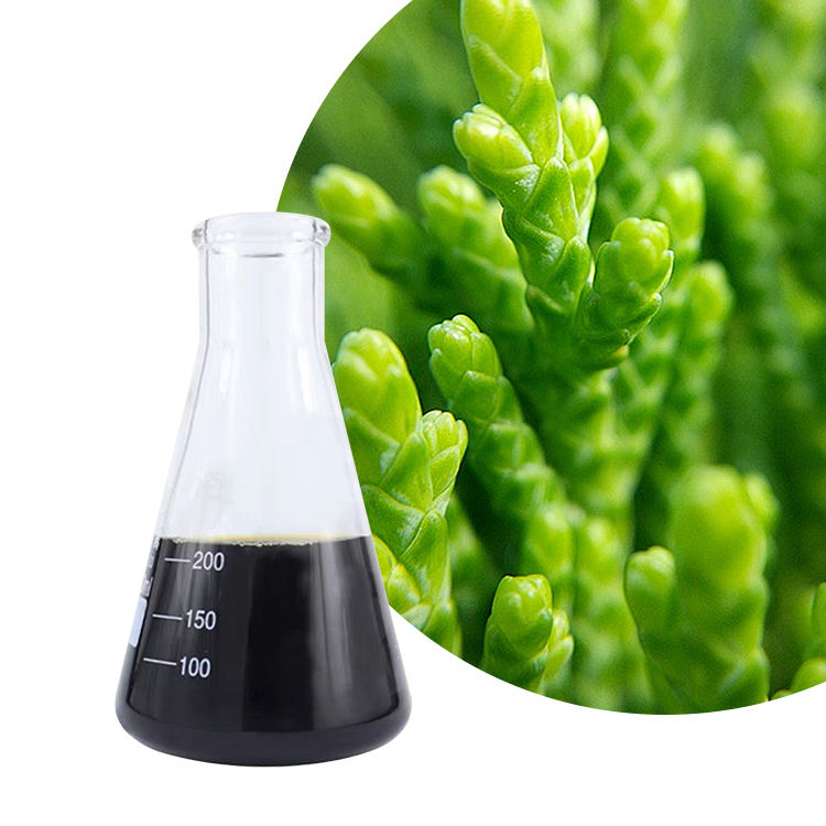 Thuja Orientalis Platycladus Orientalis Leaf Herbal Hair Care Bio-Fermented Ingr